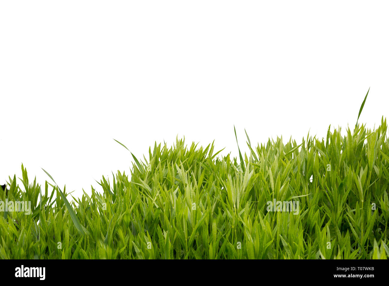 L'herbe verte luxuriante isolé sur fond blanc Banque D'Images