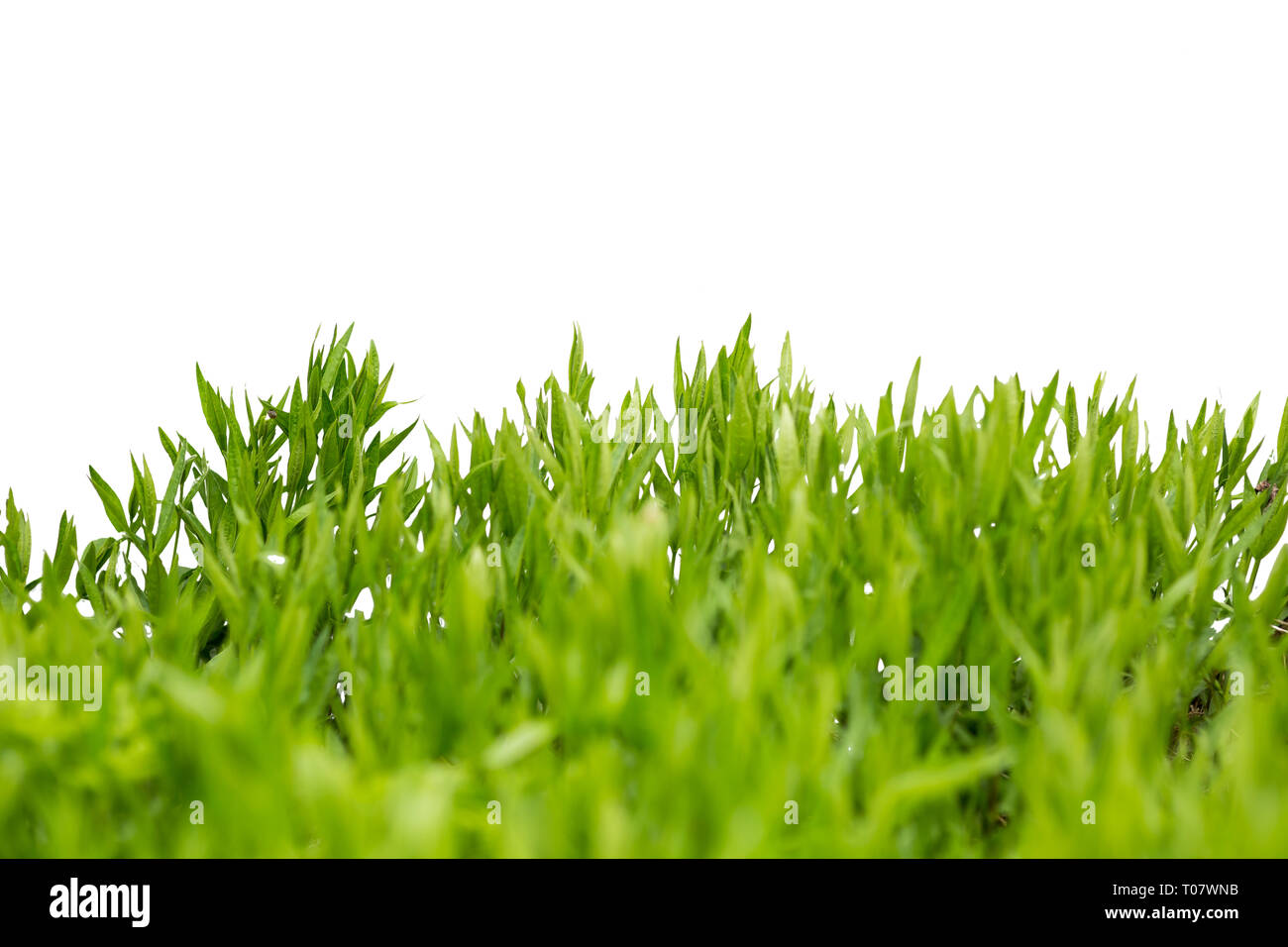 L'herbe verte luxuriante isolé sur fond blanc Banque D'Images