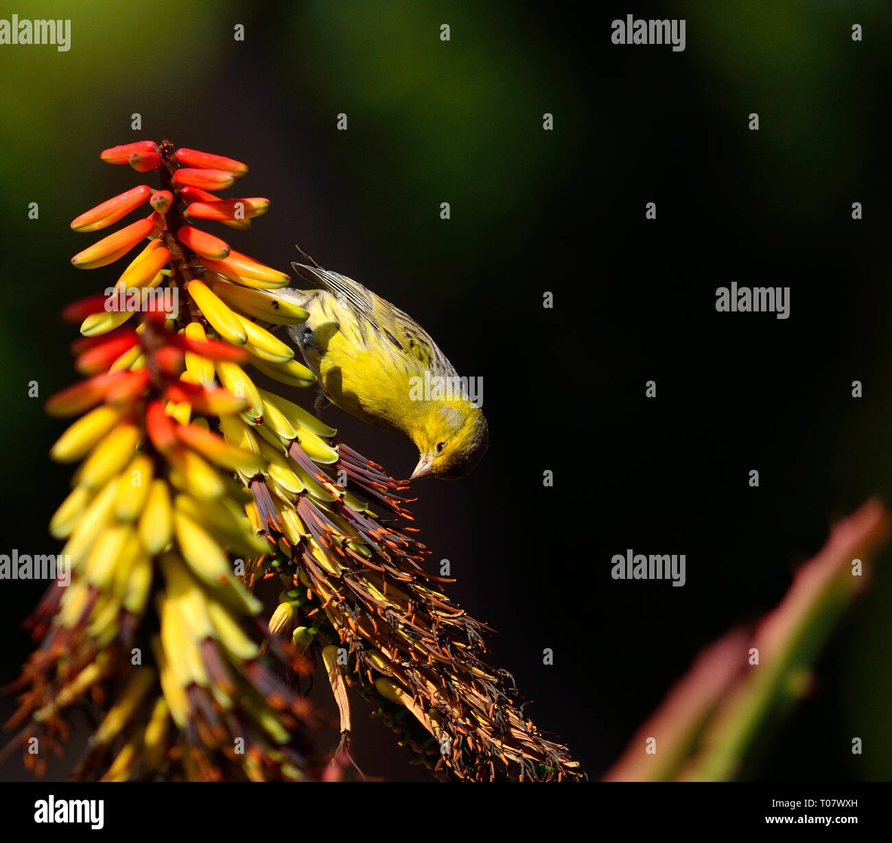 Serinus Canaria Wild Canary Photos Serinus Canaria Wild