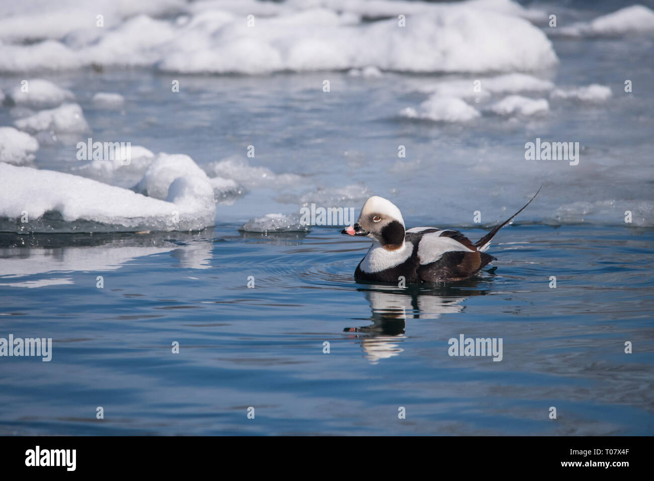 Un Long-tailed Duck nage le long de la glace à la baie Humber à Toronto, Ontario. Banque D'Images