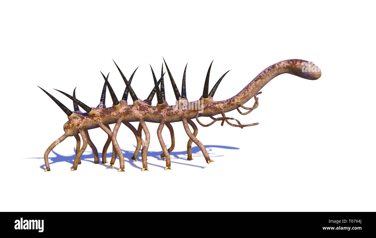 Hallucigenia, des animaux aquatiques préhistoriques de la période cambrienne isolé sur fond blanc (science) rendu 3D Banque D'Images