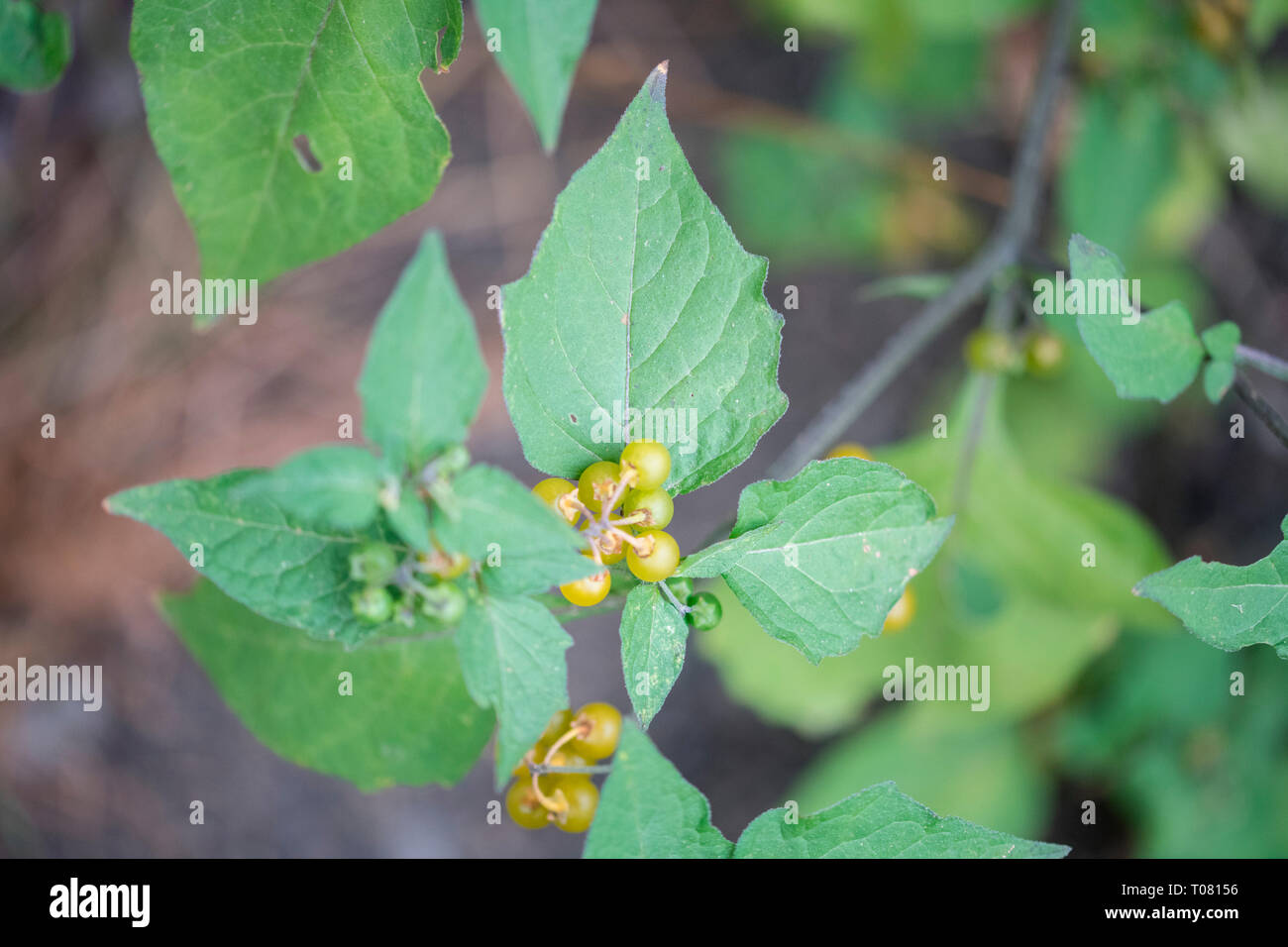 Morelle poilue, Rhénanie du Nord-Westphalie, Allemagne, Europe, (Solanum villosum) Banque D'Images