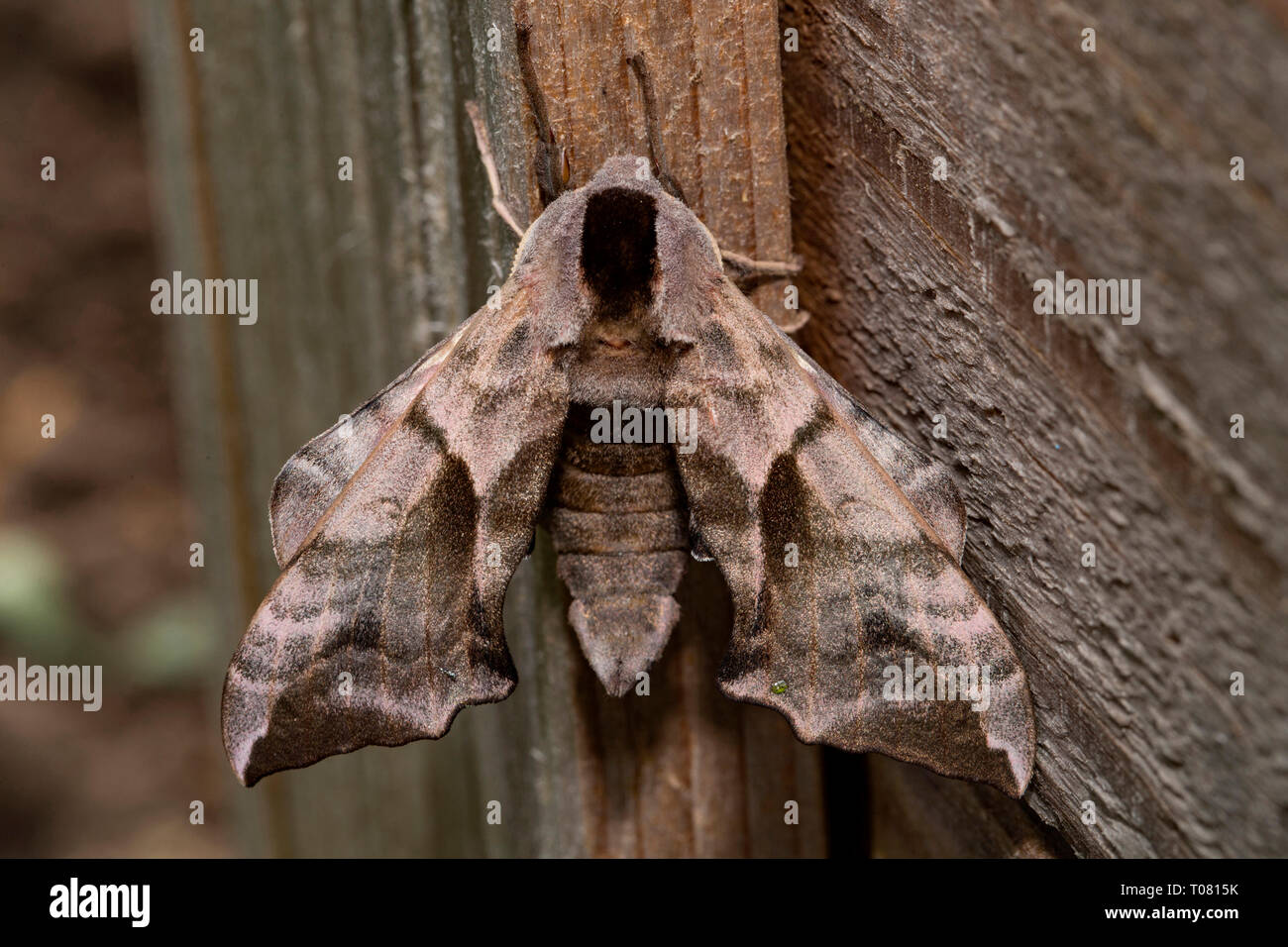 Eyed hawk-moth (Smerinthus ocellata), Banque D'Images