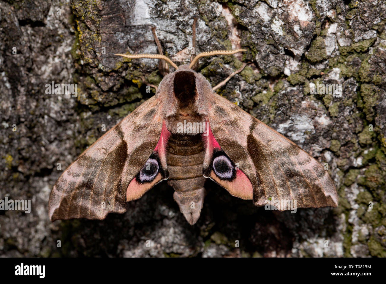 Eyed hawk-moth (Smerinthus ocellata), Banque D'Images