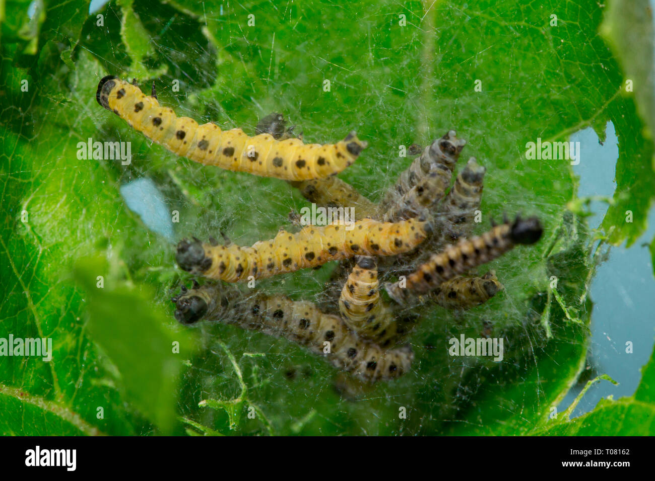 L'hyponomeute du pommier, chenilles, (Yponomeuta malinellus) Banque D'Images