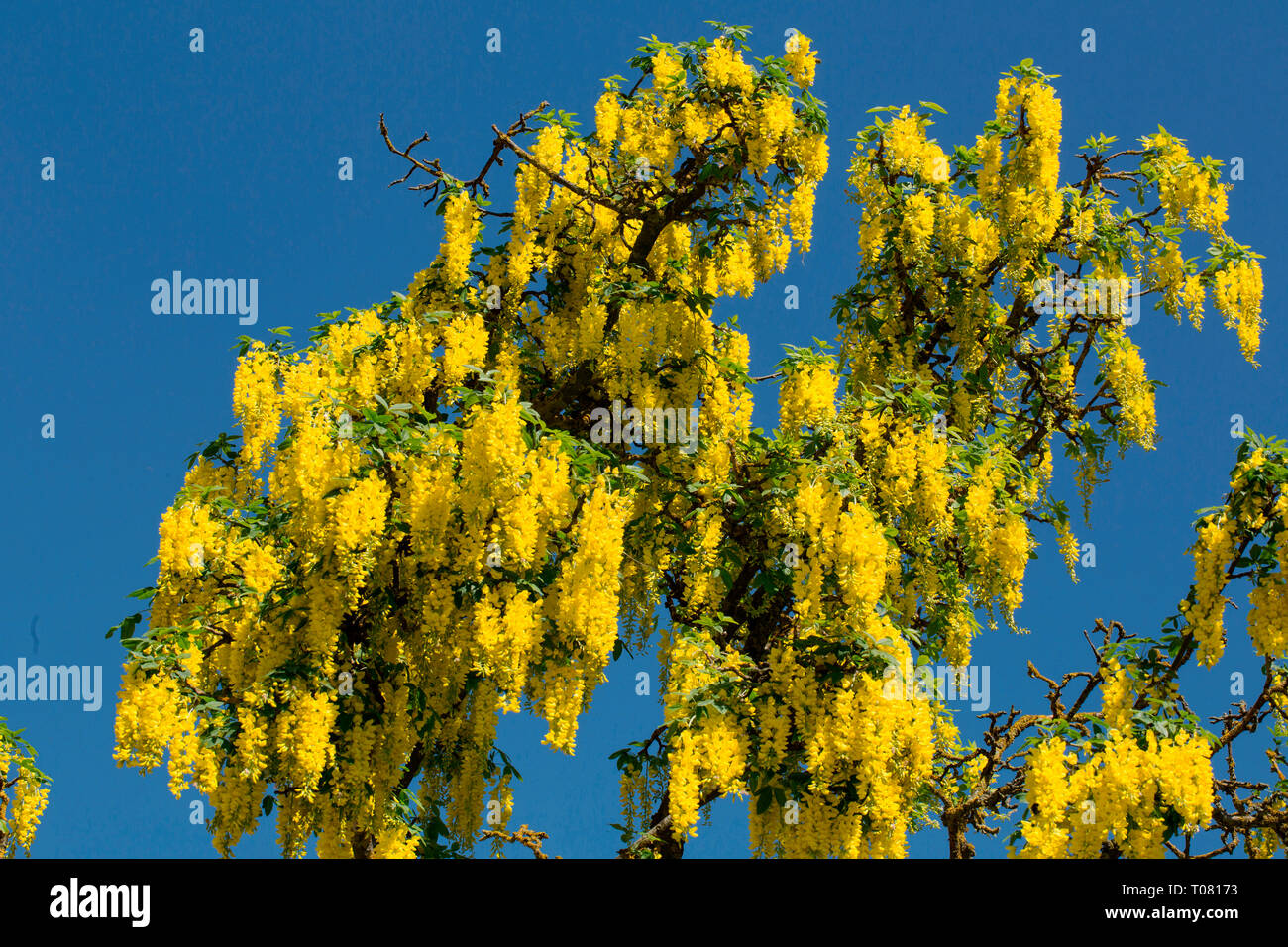 Chaîne d'or, arbre (Laburnum anagyroides) Banque D'Images