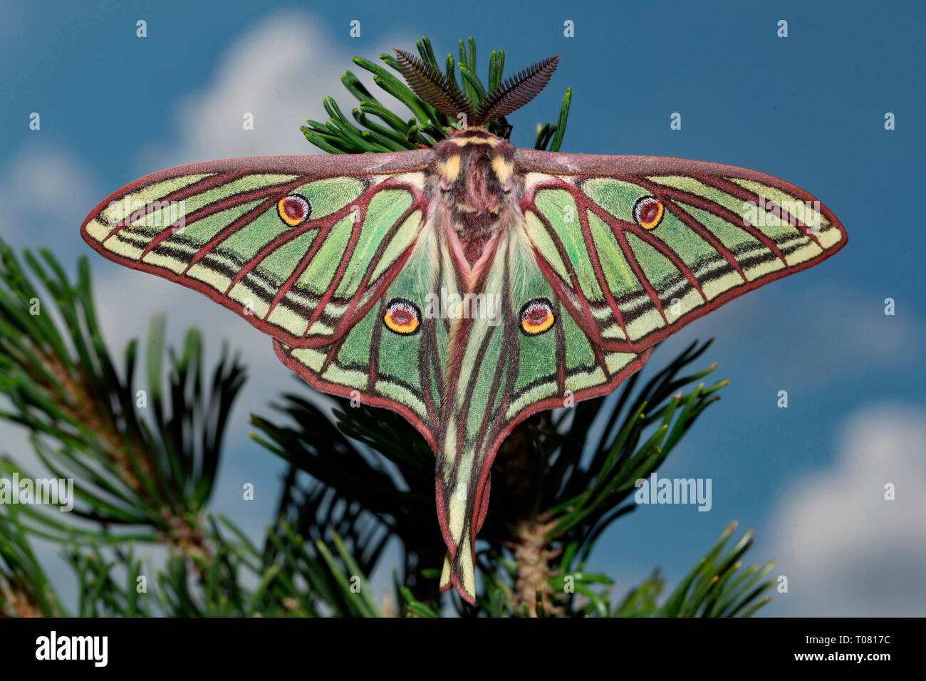 Papillon de lune, espagnol (Graellsia isabellae) Banque D'Images