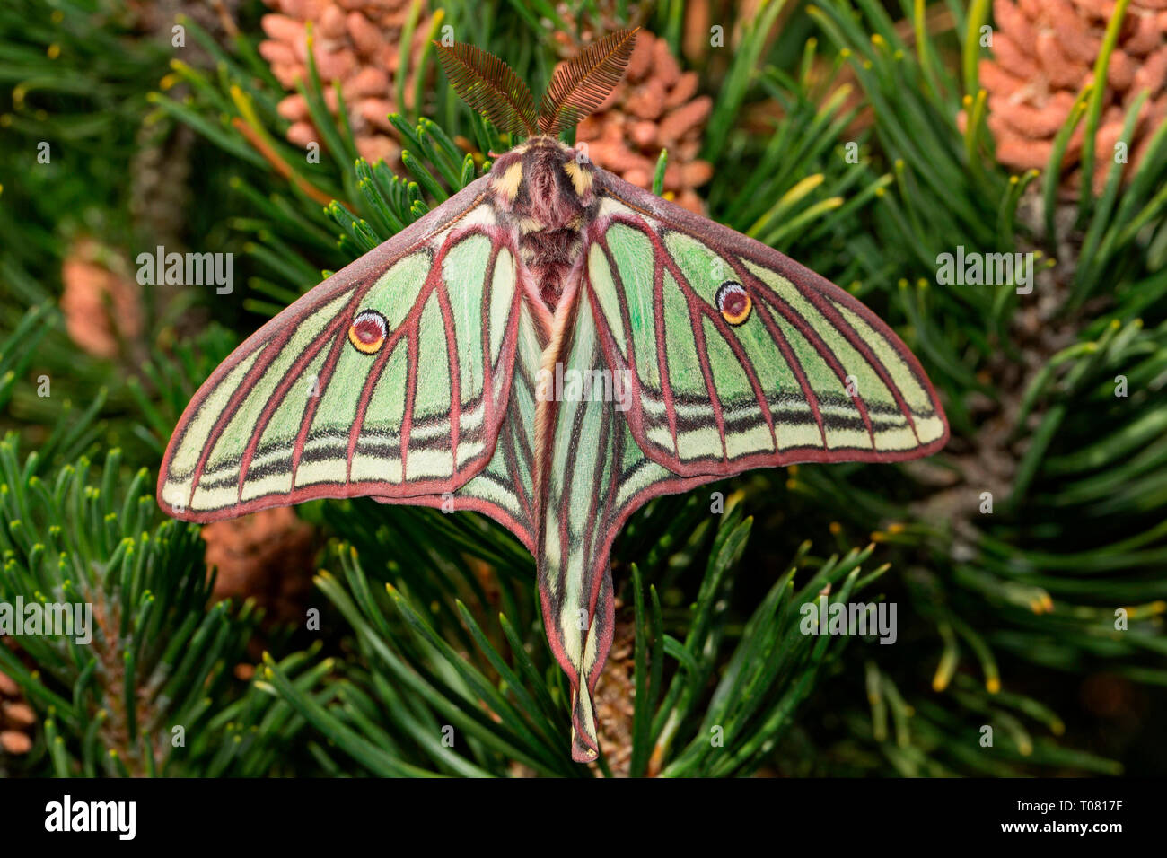 Spanish Moon Moth Graellsia Isabellae Close Up Of Male Montrant De Grandes Antennes De Captivite De L Europe Photo Stock Alamy
