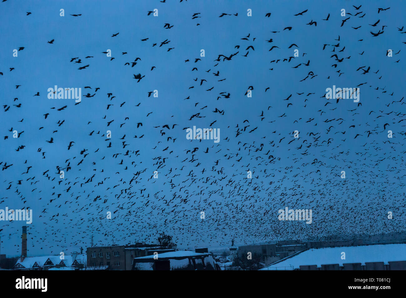 Beaucoup d'oiseaux silhouettes noires volant dans dark blue sky over night city, Blue Hour. Volée de corbeaux voler, la liberté, concept paysage abstrait. Anima Banque D'Images