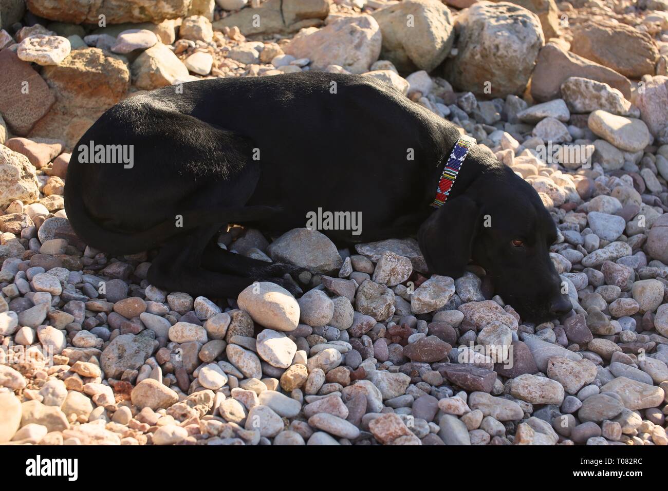 Beau chien noir dormir sur une plage de galets Banque D'Images