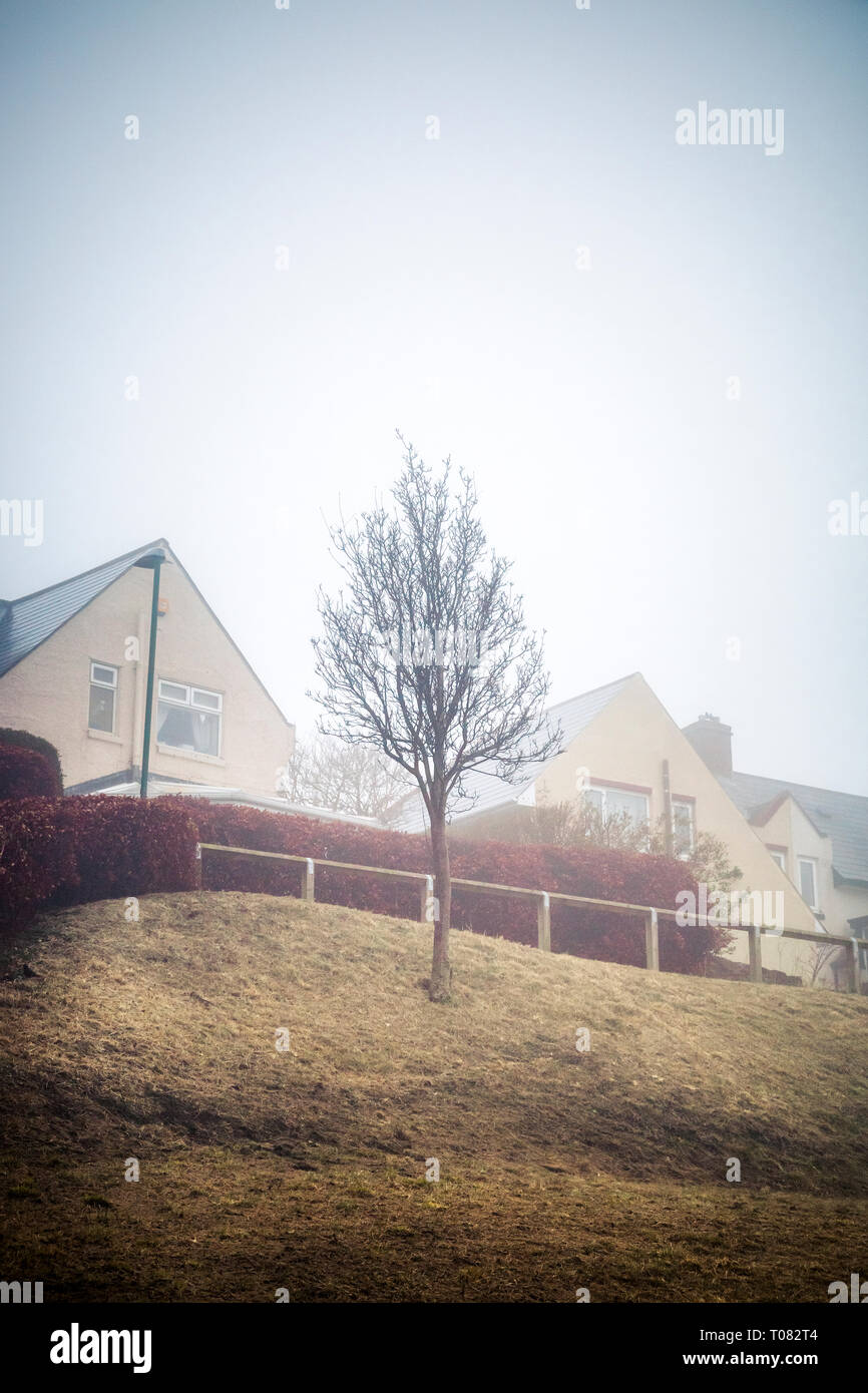 À la recherche de maisons dans la brume avec un arbre sans feuilles nues dans le centre. Consett, County Durham , Royaume-Uni Banque D'Images