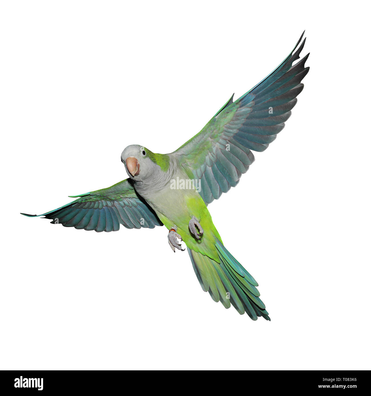 Un quaker parrot en vol isolated on white Banque D'Images