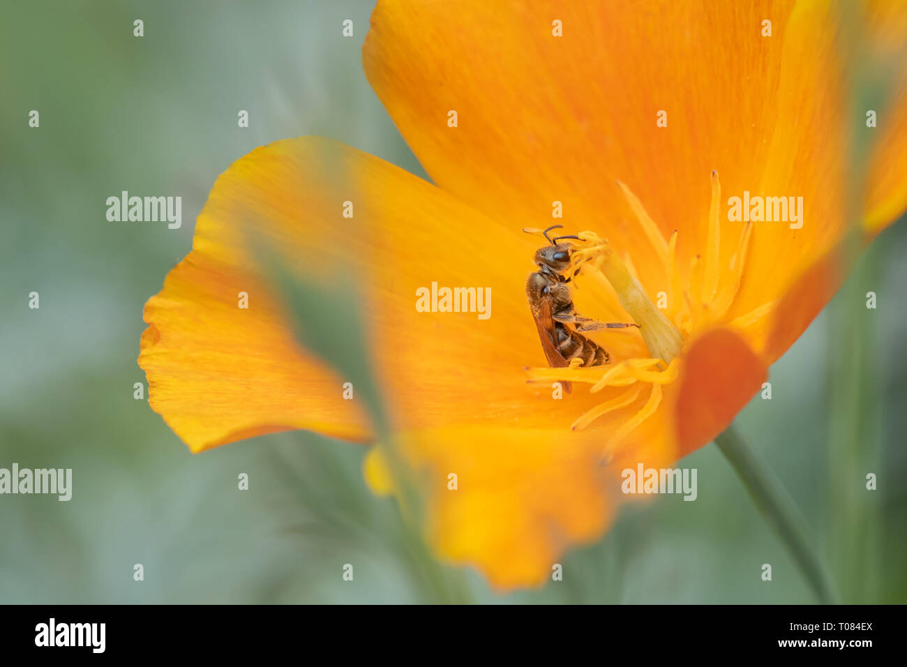 Pavot Orange avec petit bee Banque D'Images