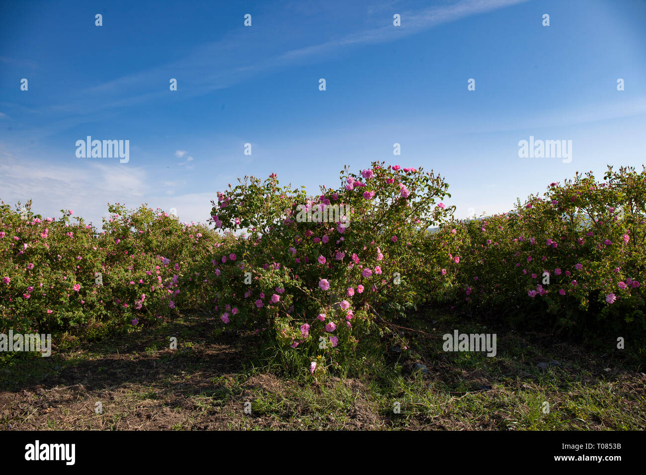 Plusieurs lignes avec a fleuri roses dans un champ agricole avant la récolte. Banque D'Images