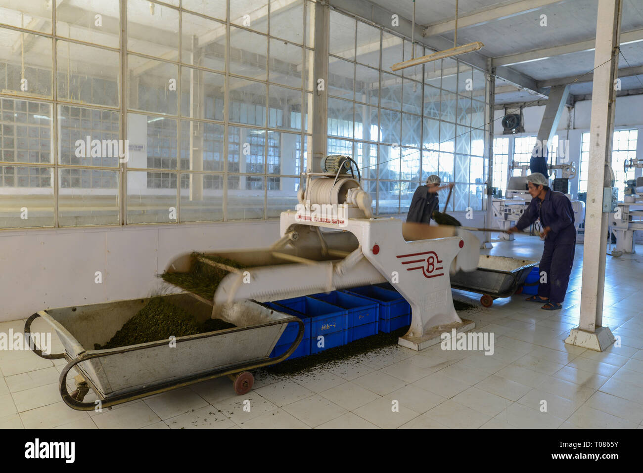 L'Inde, de Darjeeling, d'un tamiseur moderne pour séparer les feuilles de thé roulées en différentes qualités par la vibration, Banque D'Images