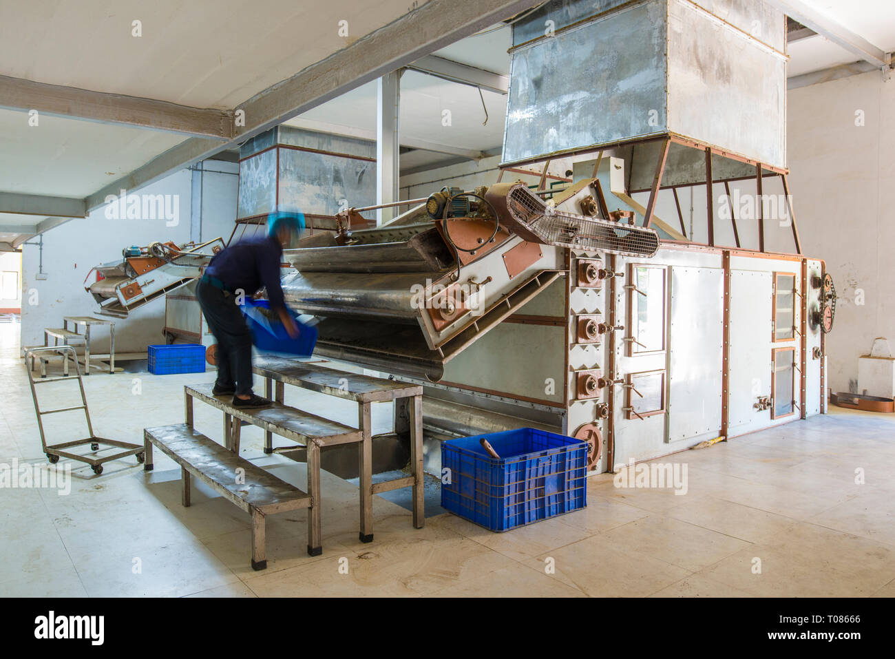 L'INDE, DARJEELING,remplissage travailleur un four avec des feuilles fermentées à la cuisson pendant 25 minutes à 95 degrés Celsius pour arrêter l'oxydation. Banque D'Images