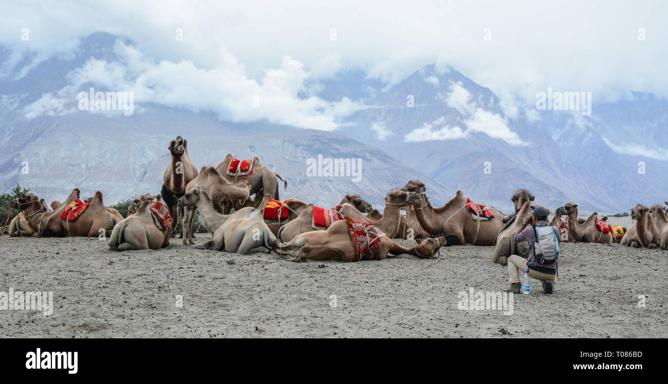 Camel safari dans la vallée de Nubra du Ladakh, Inde. Le Ladakh est réputé pour sa beauté et la culture de montagne. Banque D'Images