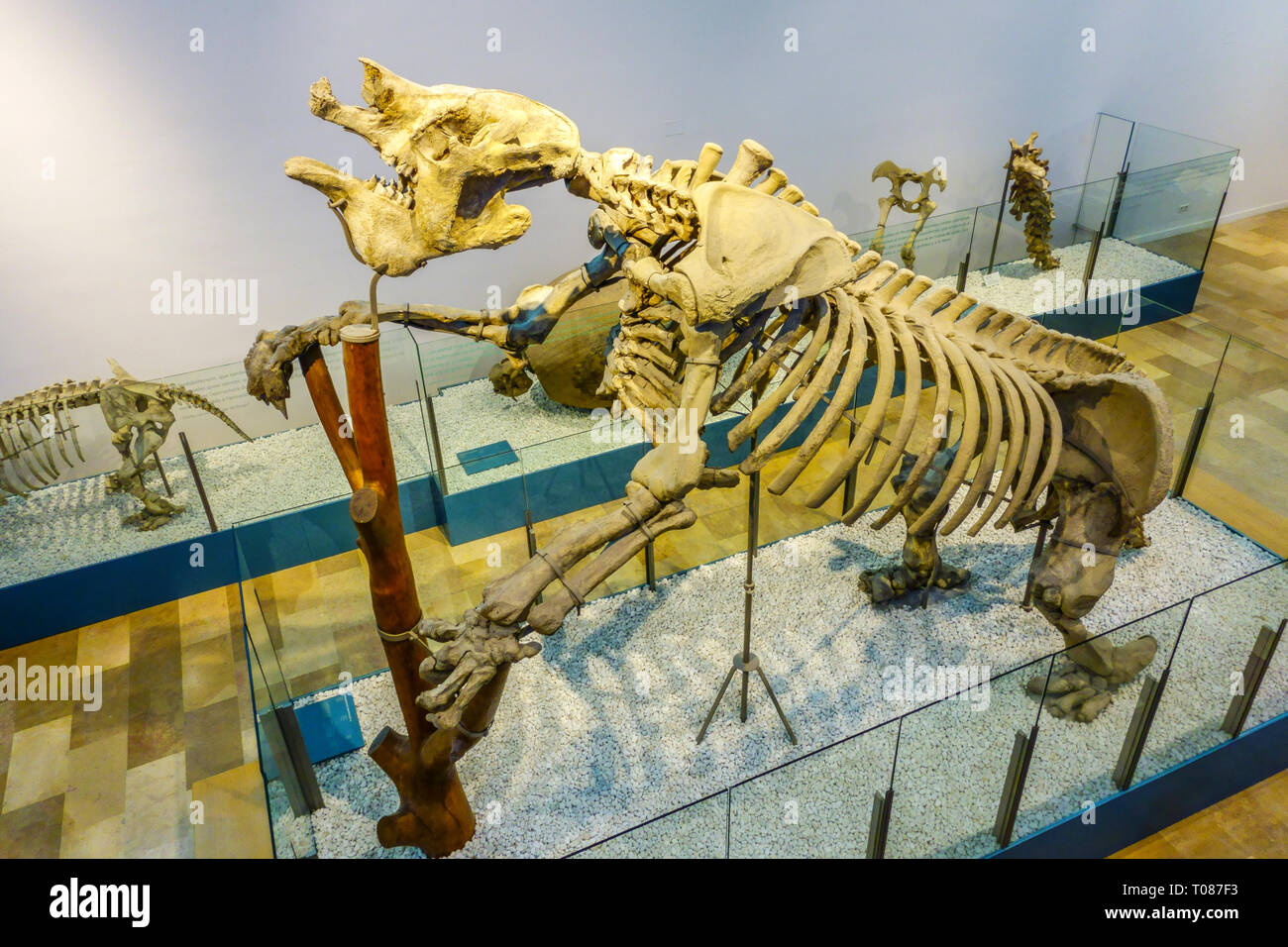 Valencia Espagne musée des Sciences naturelles, Museu de Ciències Naturals de Valencia Espagne, squelette animal préhistorique Banque D'Images