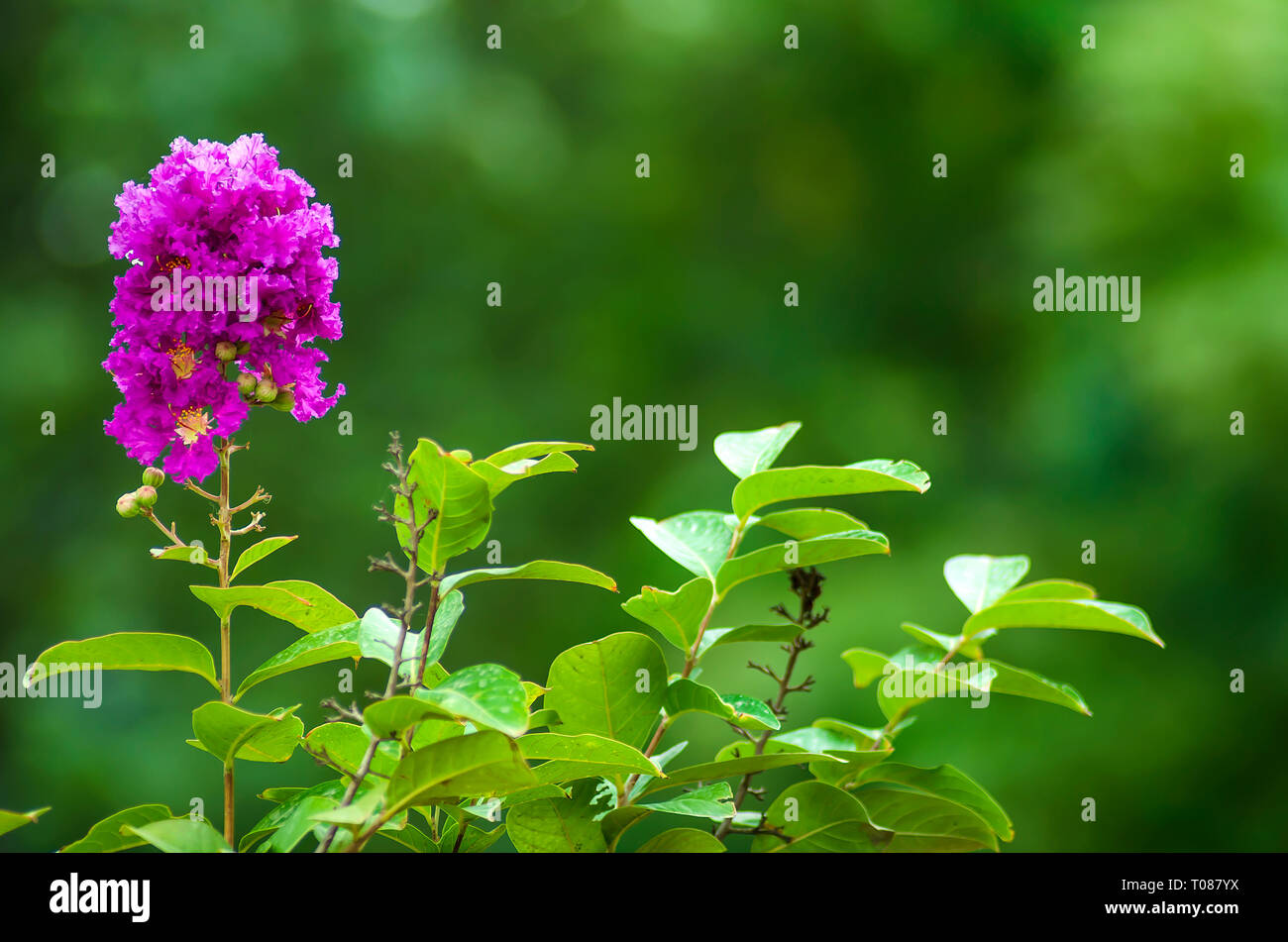 Crape myrtle fleurs violet Banque D'Images