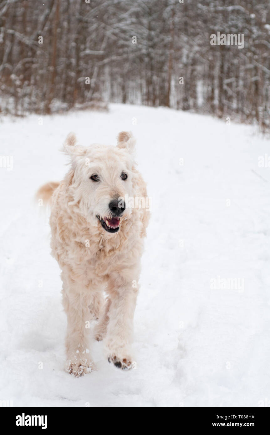 Labradoodle chien qui court dans la neige Banque D'Images