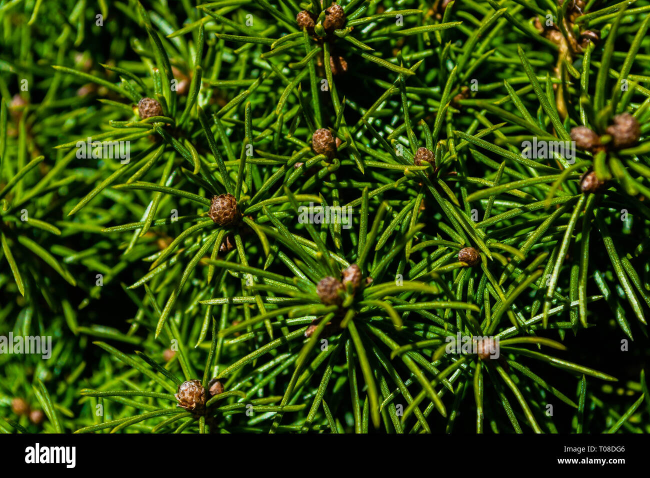 Close up d'arbuste à motif et les cônes de l'aiguille Banque D'Images