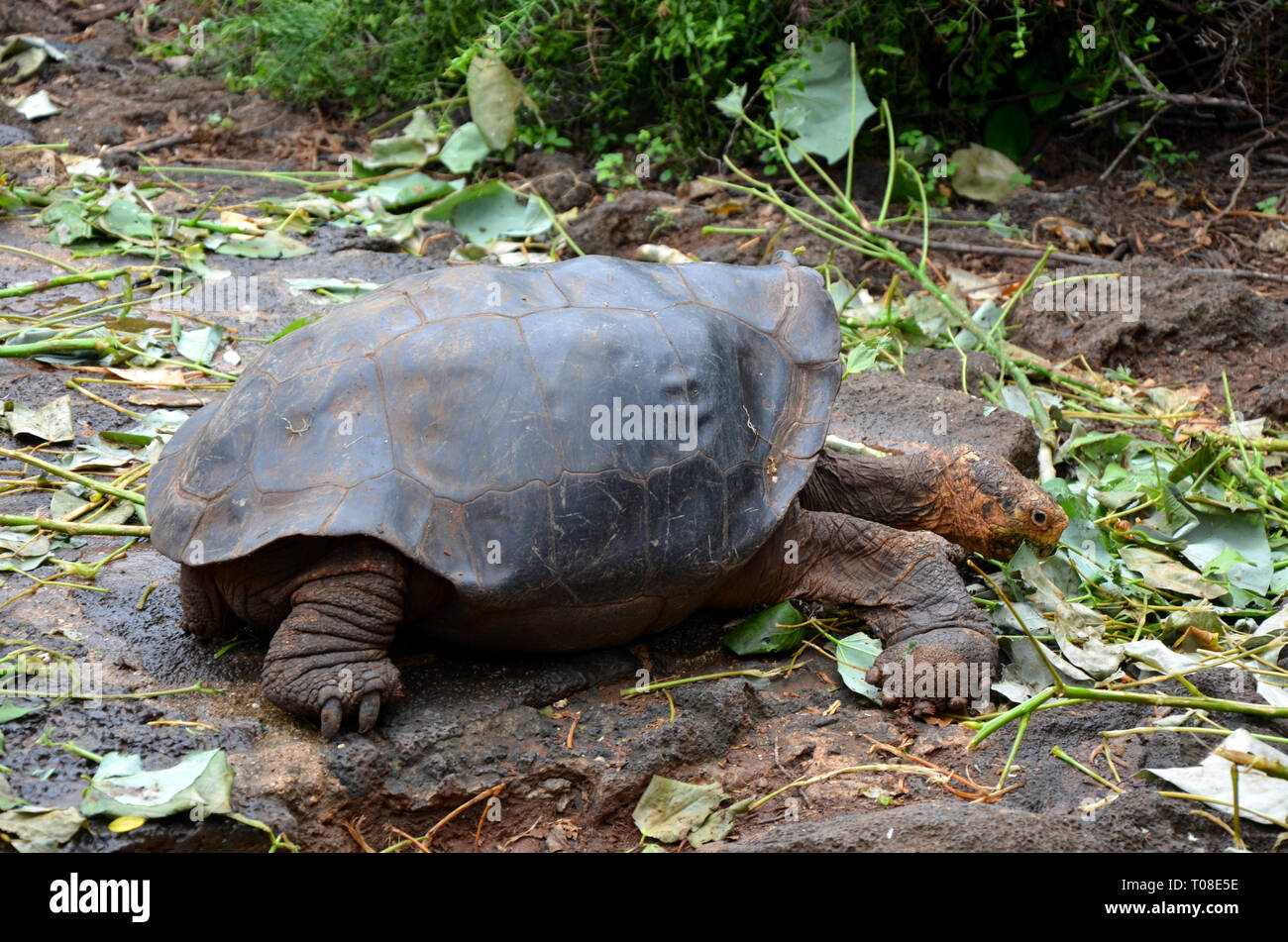 L'île des Galapagos tortue géante de manger Banque D'Images