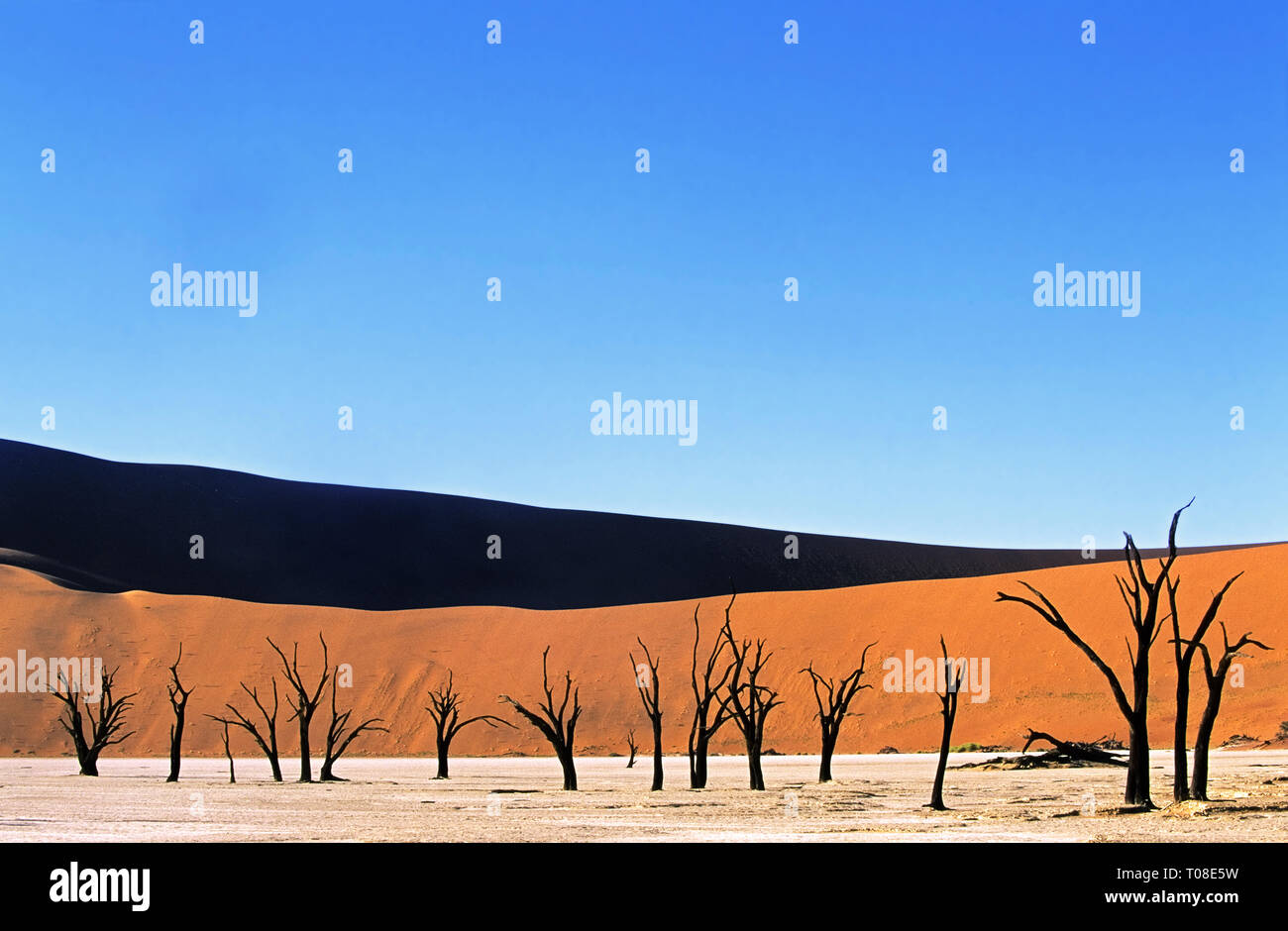 L'Afrique, la Namibie, Dead Vlei. 1 000 célèbre ans camelthorn arbres fossilisés et la décomposition dans un marais salant. Banque D'Images