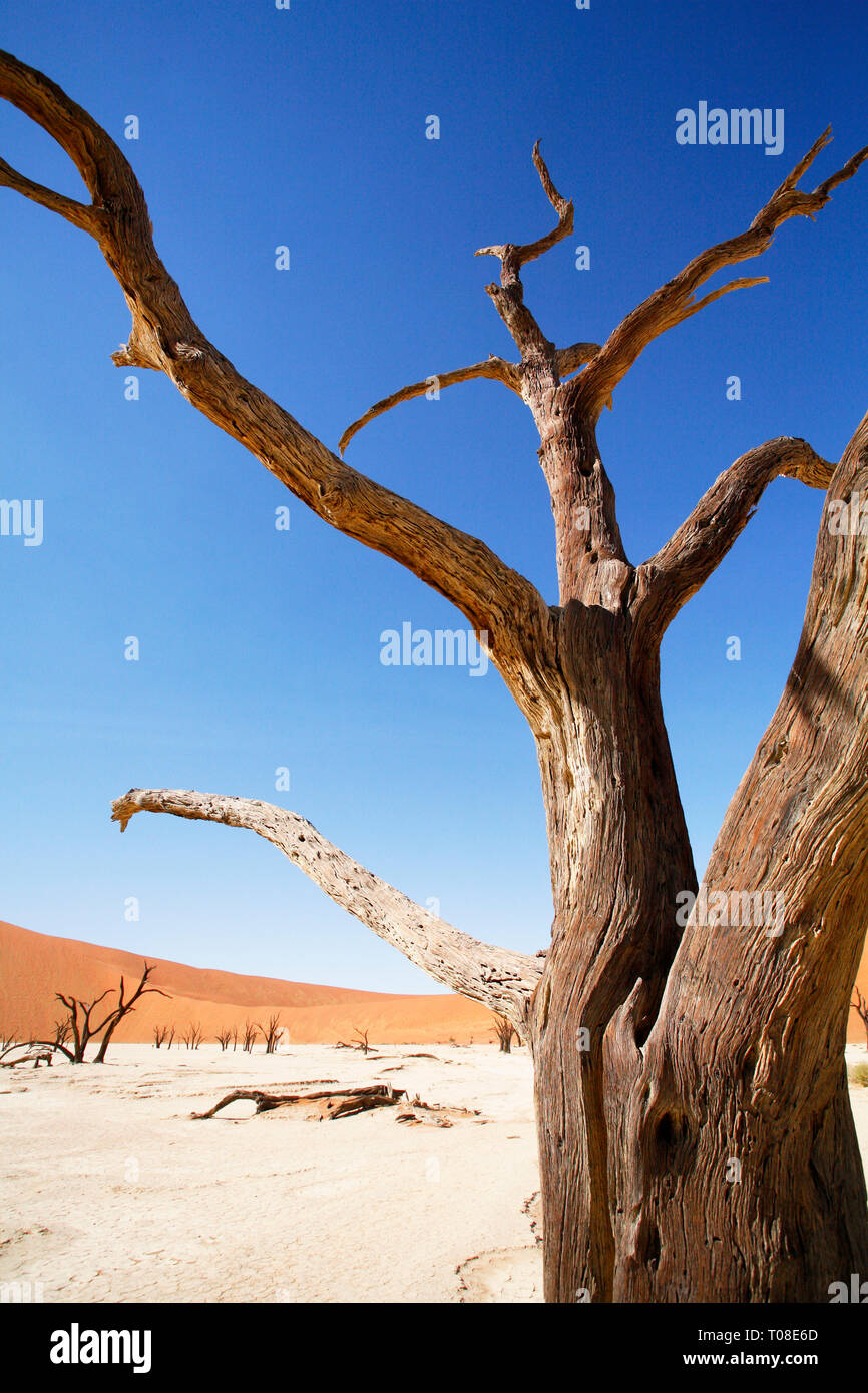 L'Afrique, la Namibie, Dead Vlei. 1 000 célèbre ans camelthorn arbres fossilisés et la décomposition dans un marais salant. Banque D'Images