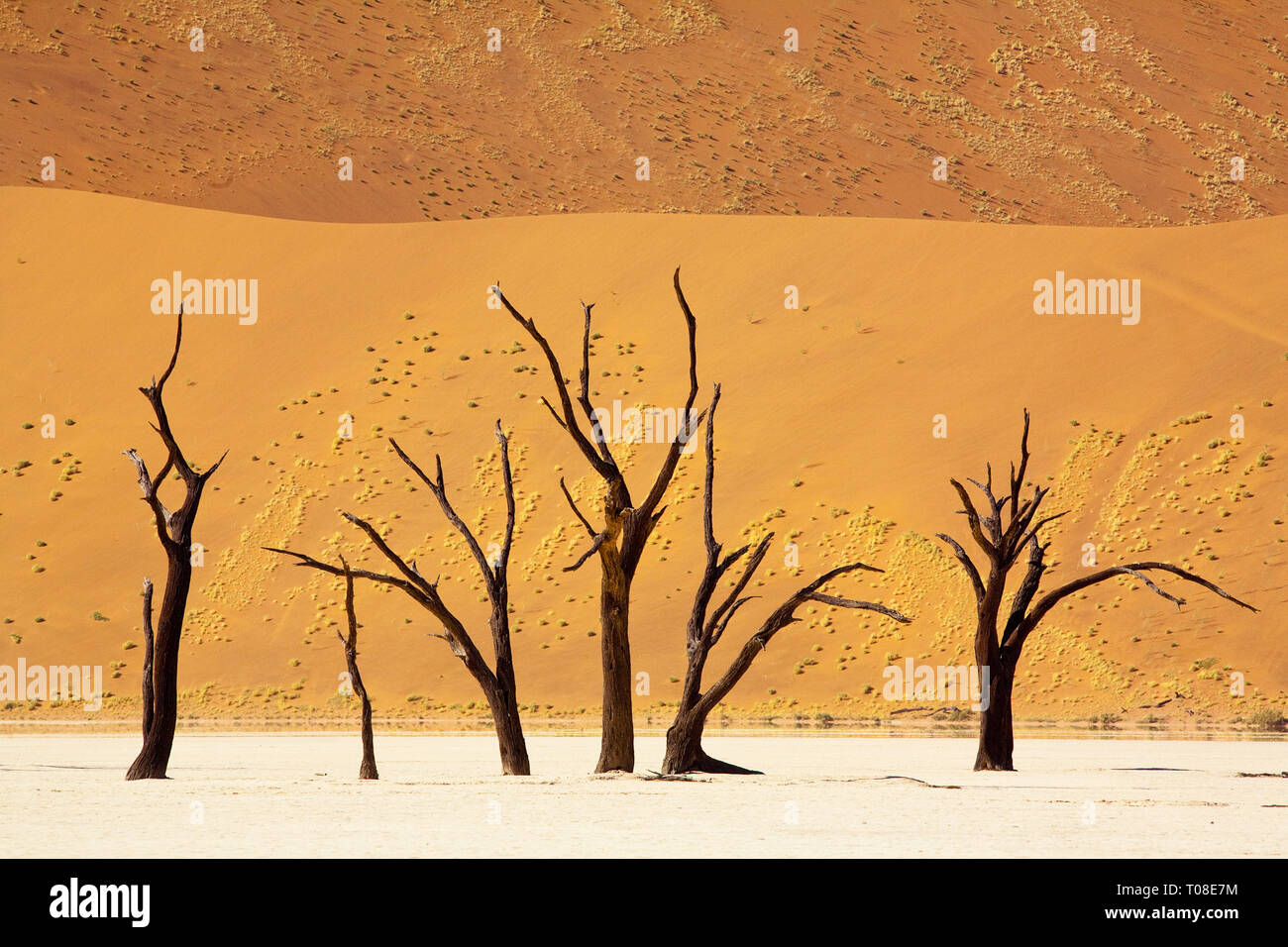 L'Afrique, la Namibie, Sossusvlei. 1 000 célèbre ans camelthorn arbres fortement contre une dune de sable rouge. Banque D'Images