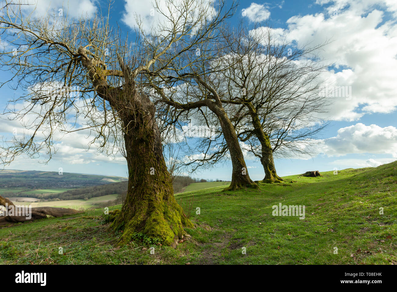 Les arbres tordus par Chanctonbury Ring, à l'époque préhistorique sur le fortin South Downs dans le West Sussex, Angleterre. Banque D'Images