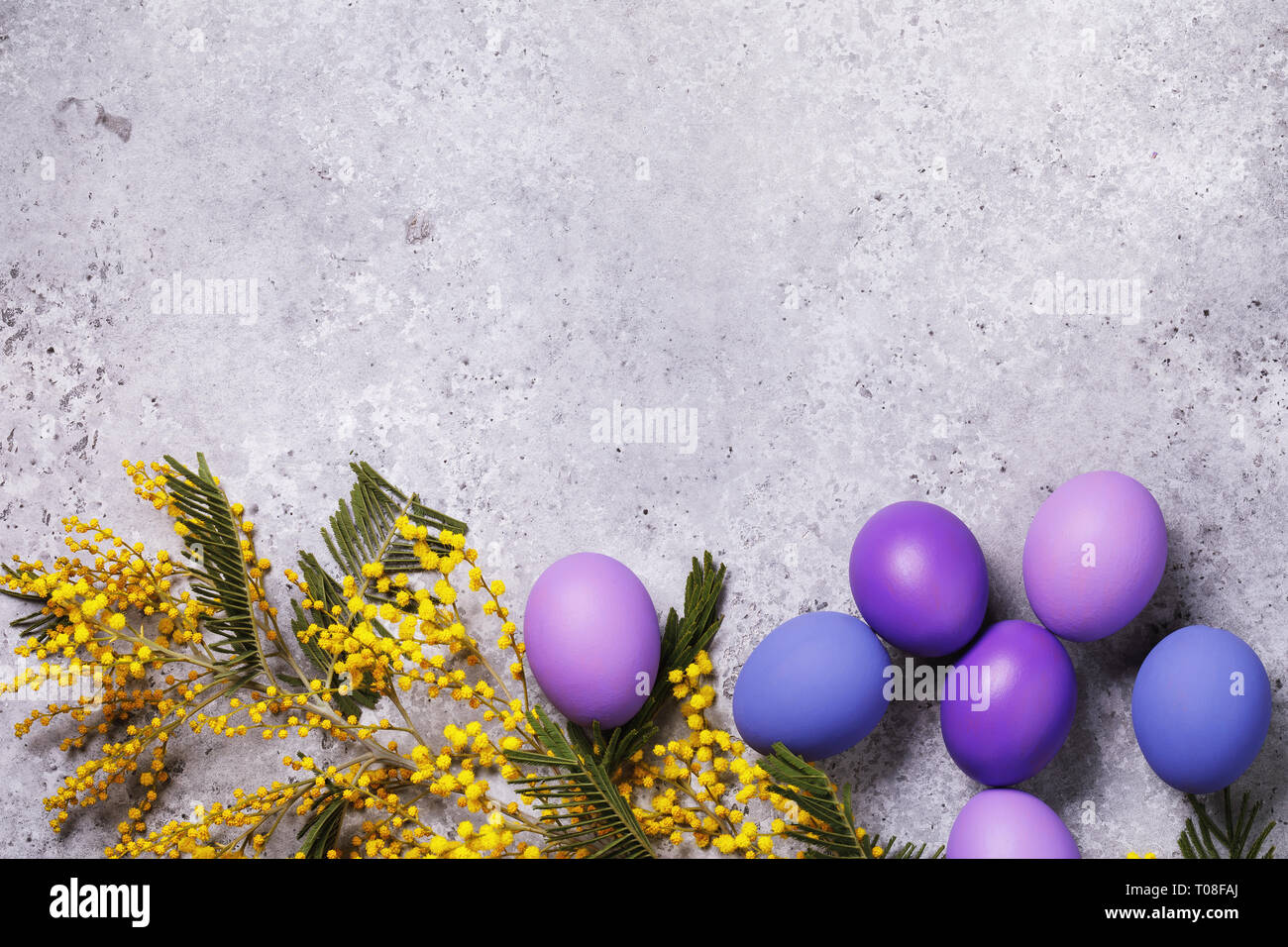 Une branche de mimosas et d'oeufs de Pâques décorés dans différentes couleurs sur un tableau noir avec copie espace, vue du dessus Banque D'Images