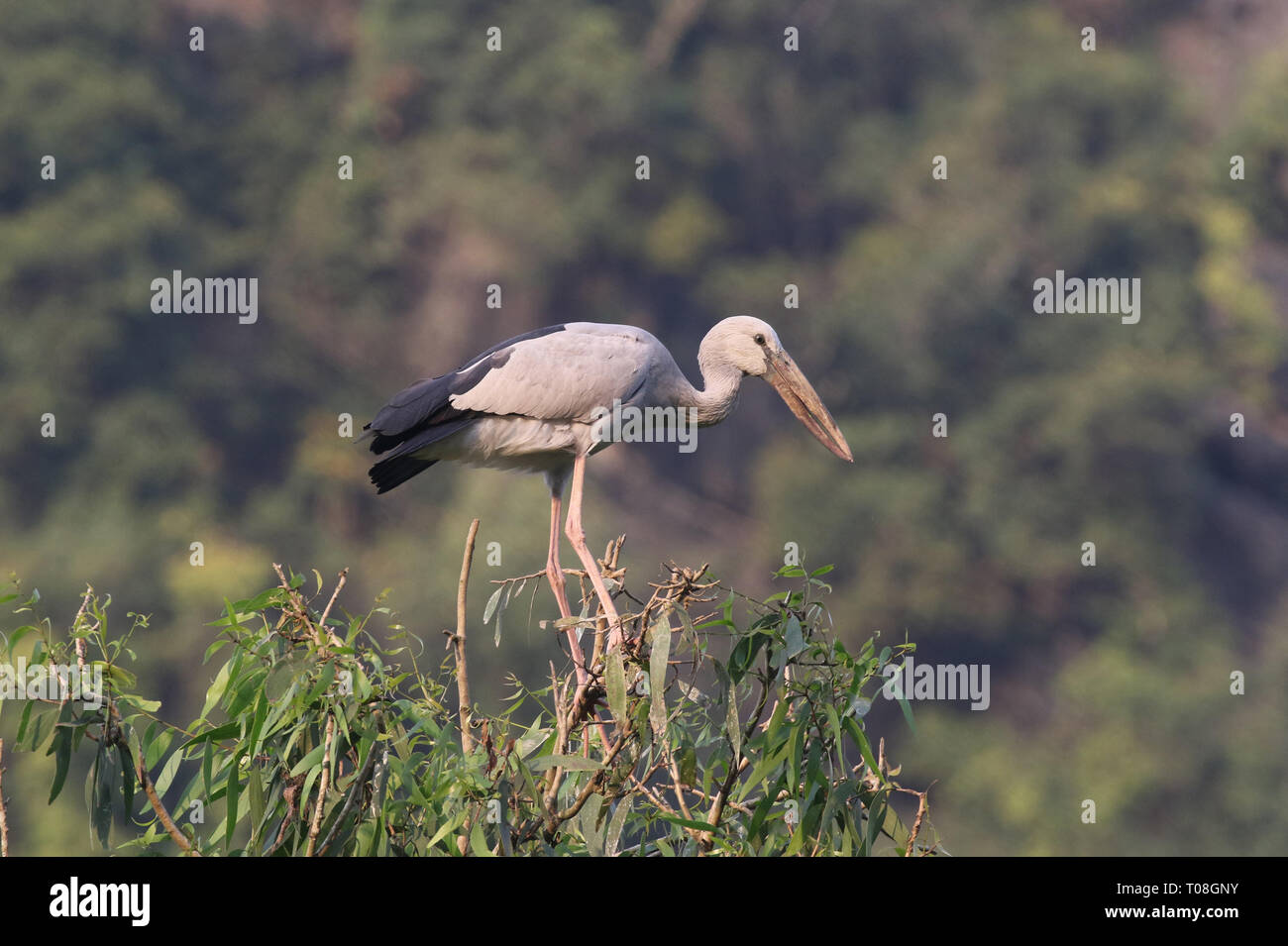 Asian Openbill Stork Banque D'Images
