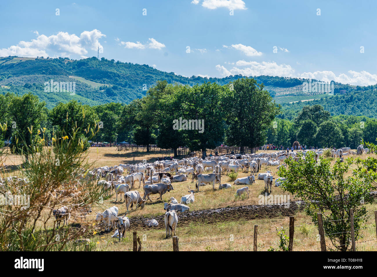 Scènes d'une partie de l'extérieur au cours de la transhumance Banque D'Images