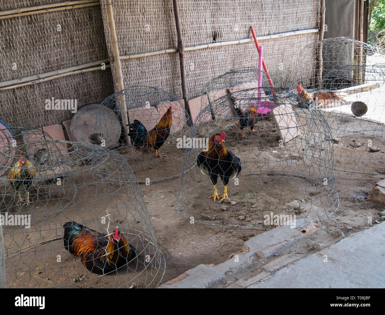 Poulets en cage dans des petites cages sur sol nu. Tiền Giang à Cai Be, Province, Delta du Mékong, Vietnam, Asie Banque D'Images
