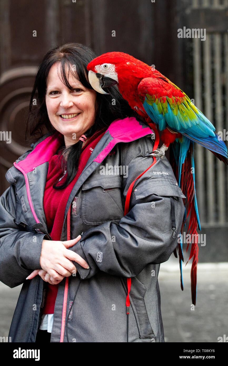 Une femme marche sur le centre-ville avec un vrai perroquet sur son épaule s'arrête d'avoir sa photo prise à Dundee, Royaume-Uni Banque D'Images