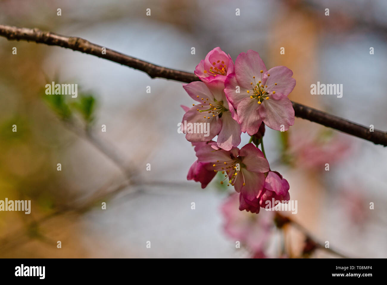 Sakura fleurs ou fleurs de cerisiers japonais au printemps. Symboles de la pureté, de la résurrection, de la vie et de la beauté. Peut être utilisé comme fond floral naturel. Spa Banque D'Images