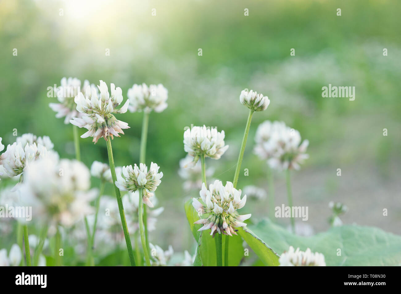 Le trèfle blanc (Trifolium repens) fleurs dans la prairie. Banque D'Images
