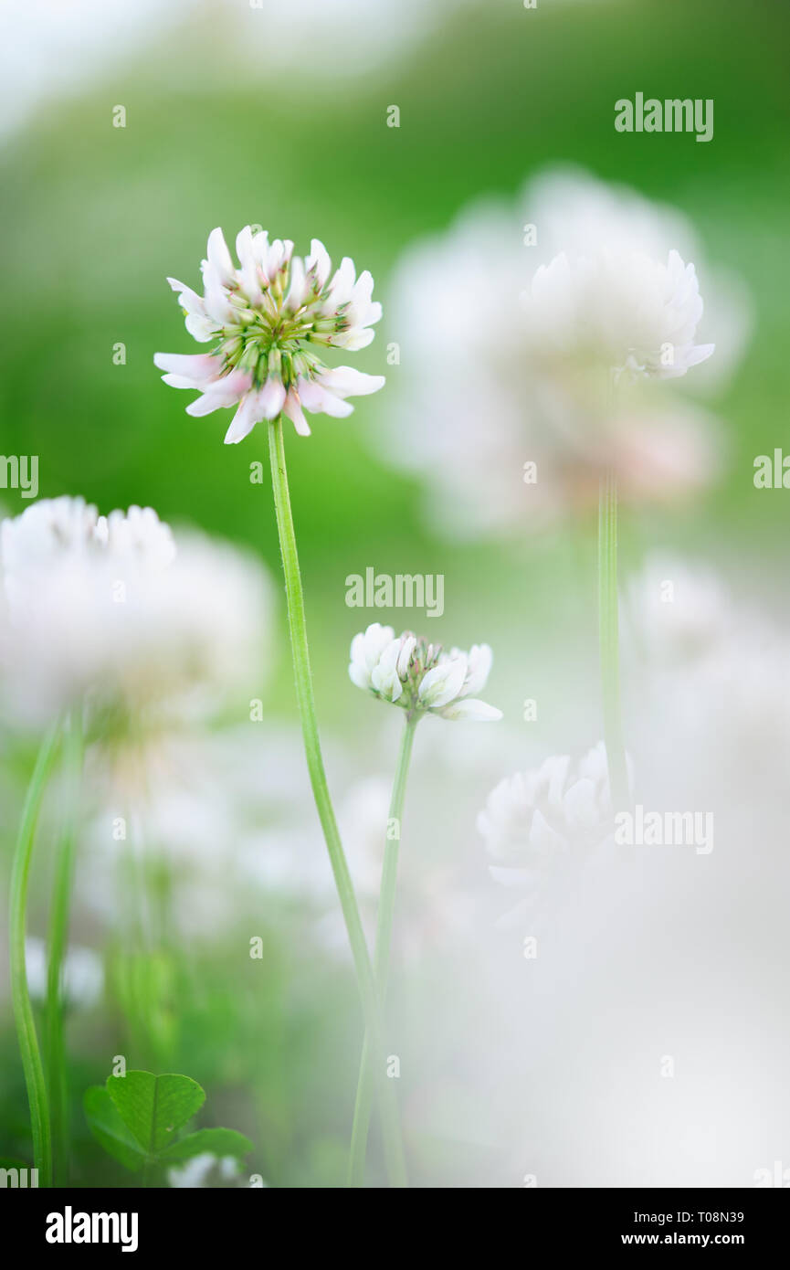 Le trèfle blanc (Trifolium repens) fleurs dans la prairie. Banque D'Images