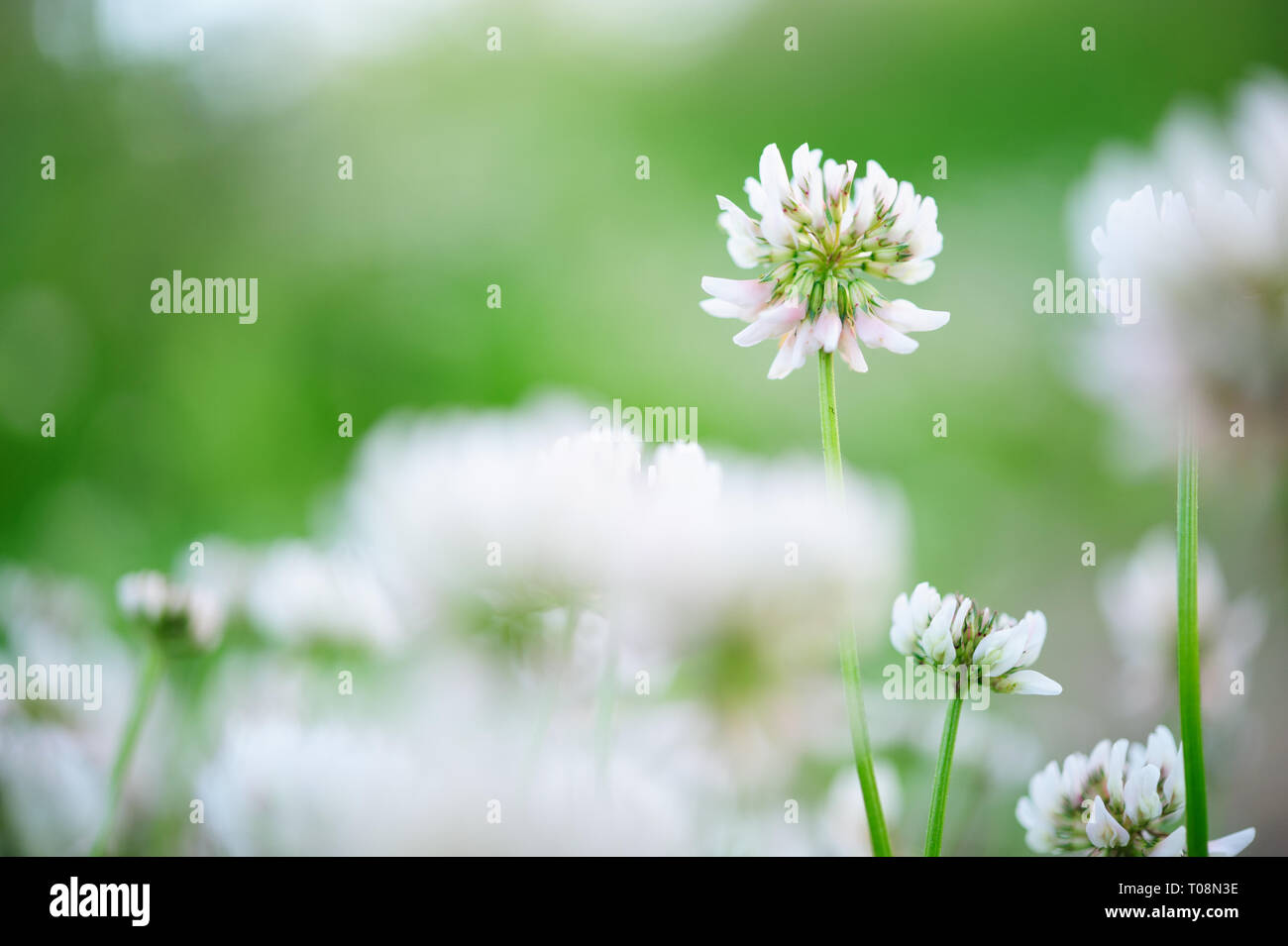 Le trèfle blanc (Trifolium repens) fleurs dans la prairie. Banque D'Images