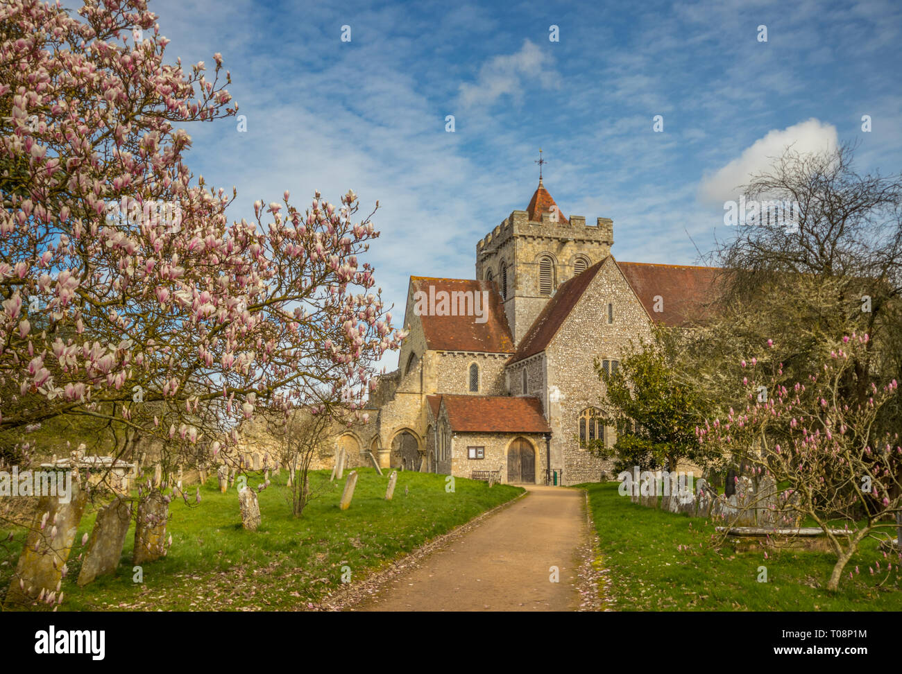 La floraison d'un magnolia à l'entrée de l'église de St Mary et St Blaise, Boxgrove près de Chichester, West Sussex Banque D'Images
