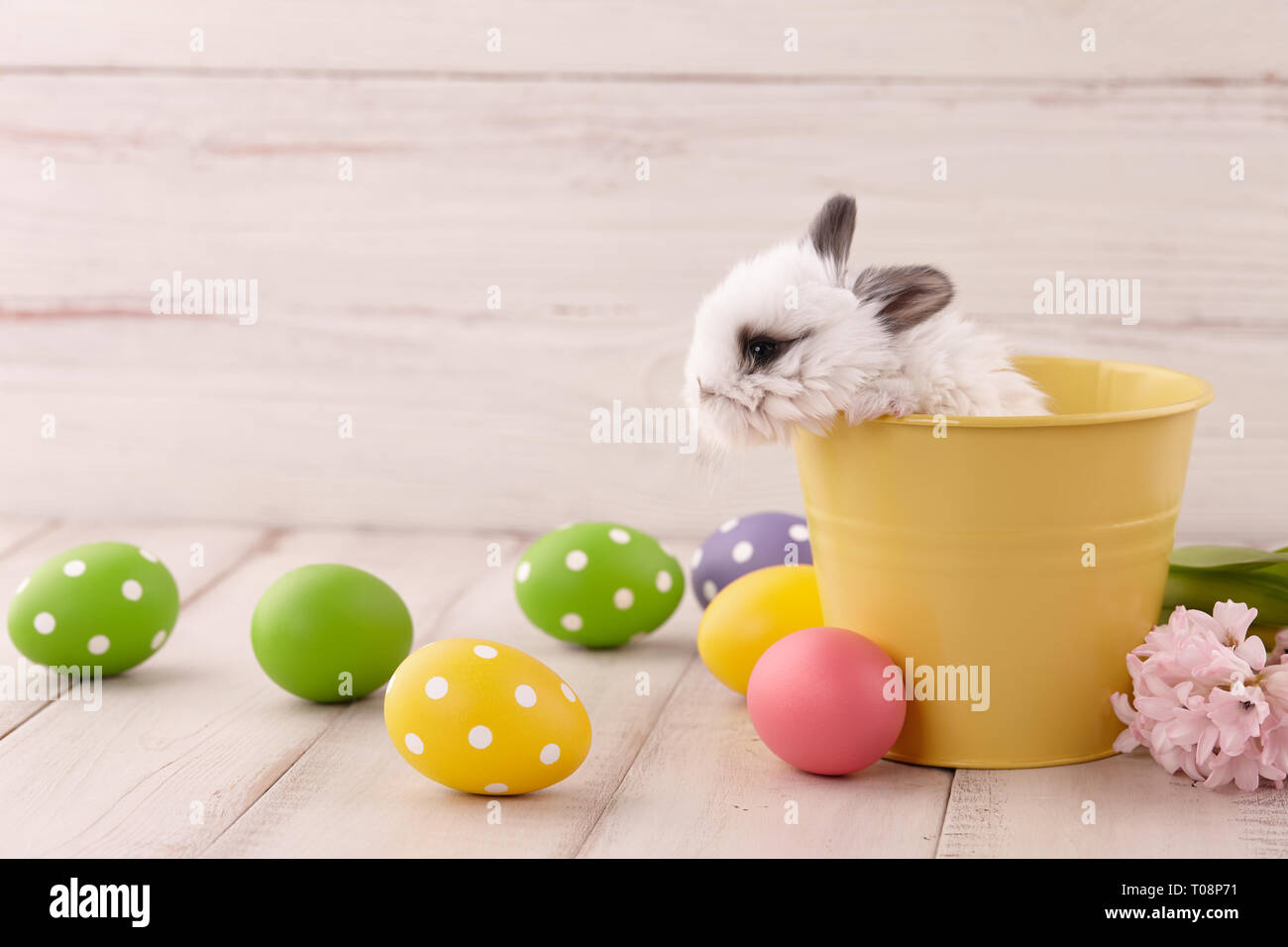 Bébé lapin blanc jaune en récipient de métal blanc oeufs peints sur des planches de bois. Vacances de Pâques concept. Banque D'Images