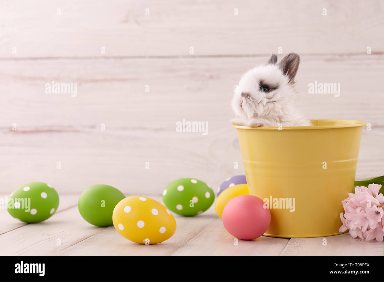 Bébé lapin blanc jaune en récipient de métal blanc oeufs peints sur des planches de bois. Vacances de Pâques concept. Banque D'Images