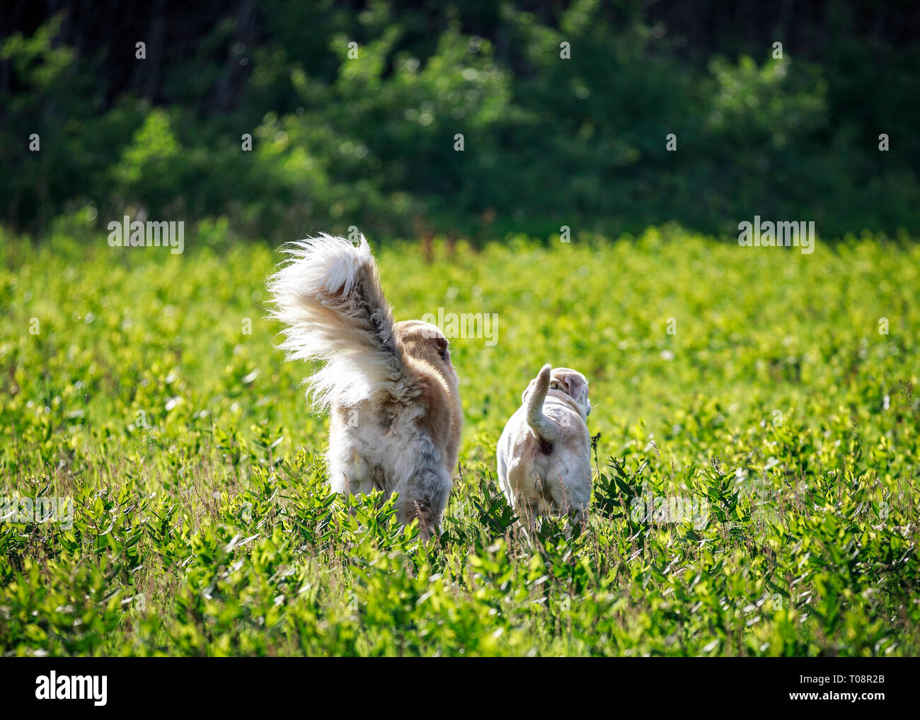 Vue arrière de deux chiens d'explorer dans un champ ouvert, au Manitoba, Canada. Banque D'Images
