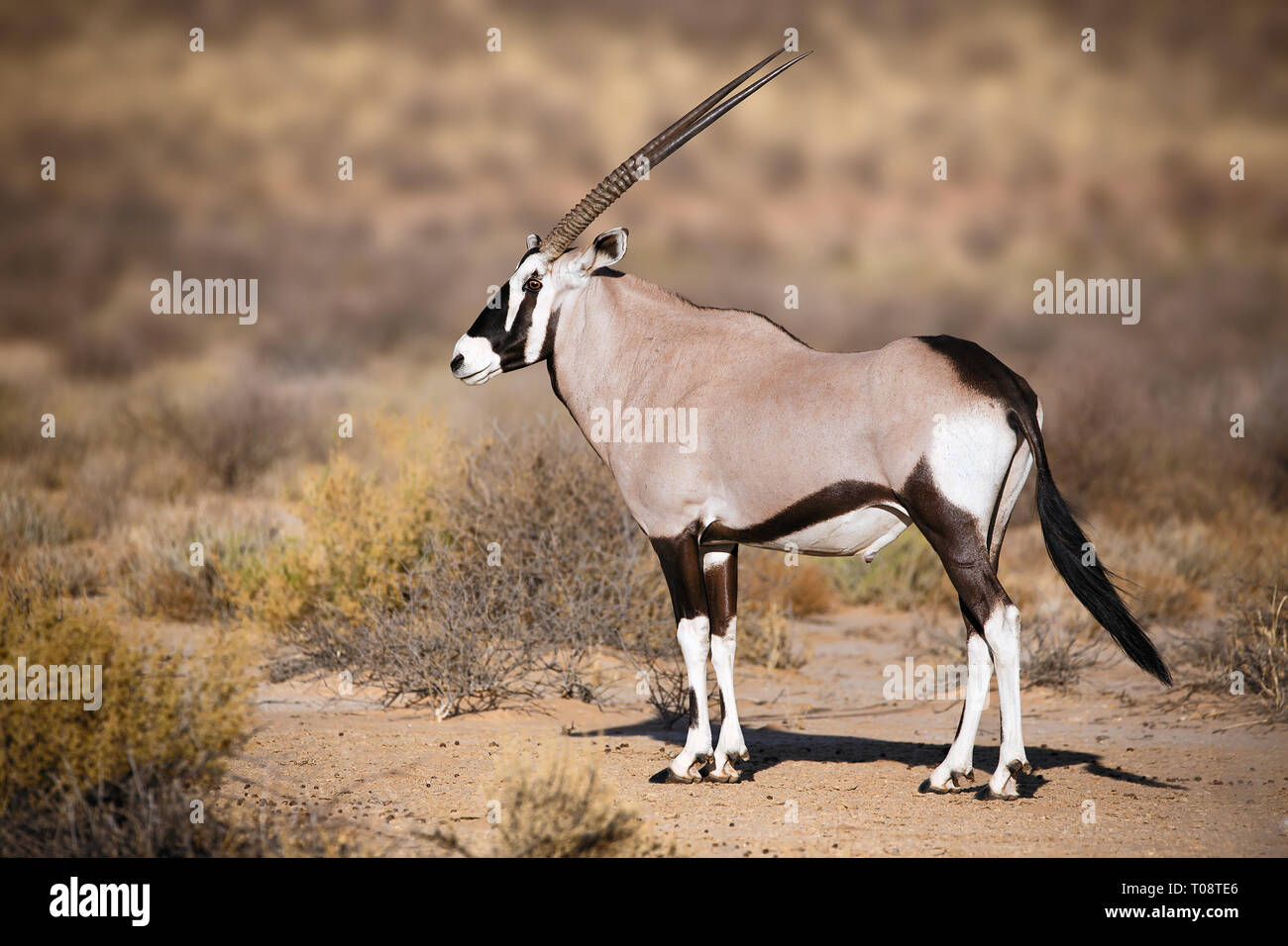 Portrait dans le parc Kgalagadi Gemsbok Park Afrique du Sud, Oryx gazella Banque D'Images