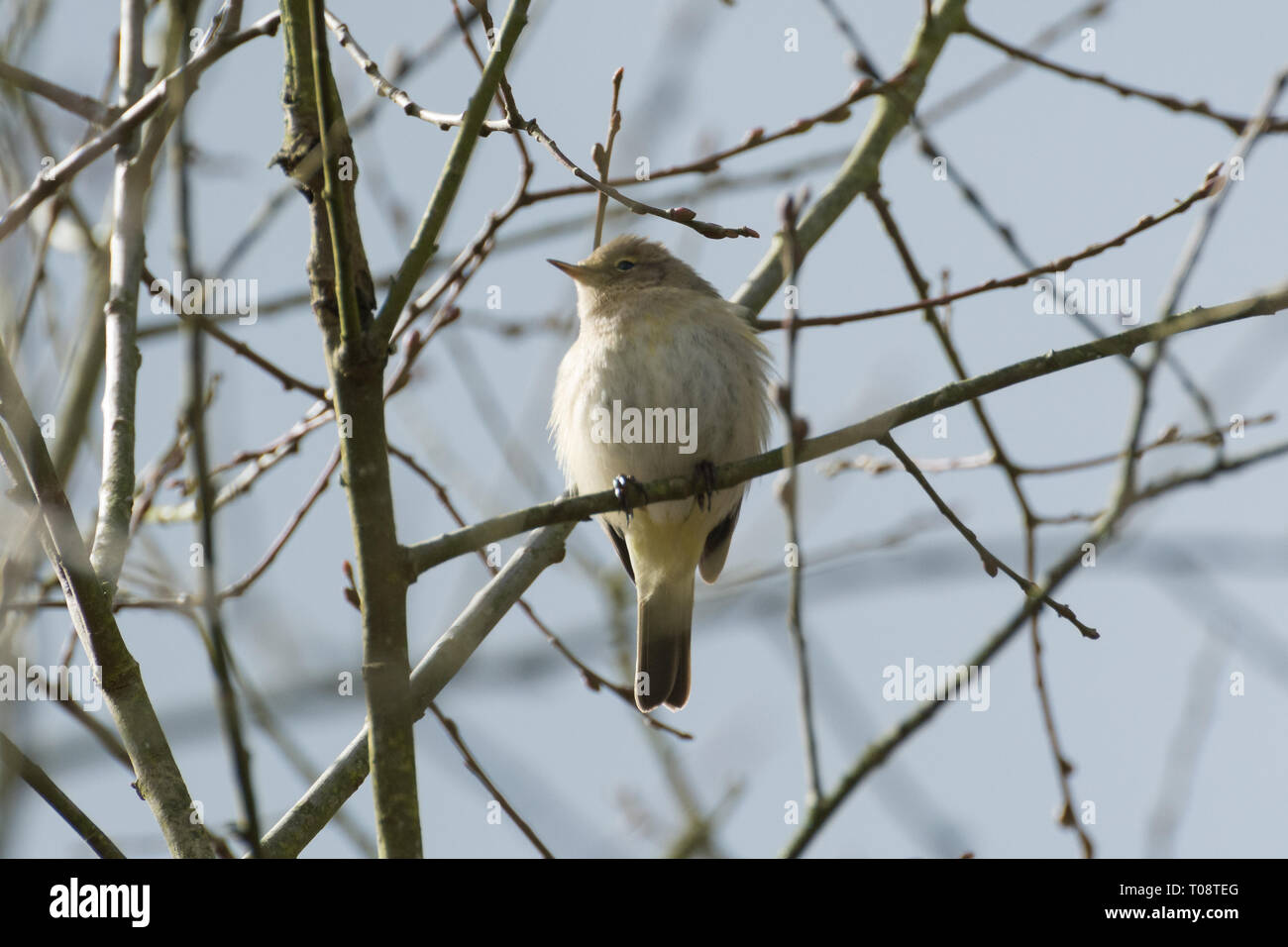 Un grosbec casse-noyaux (Phylloscopus collybita) oiseau dans un arbre au cours du mois de mars. Chiffchaffs sont migrateurs les fauvettes, et venir au Royaume-Uni au printemps pour se reproduire. Banque D'Images