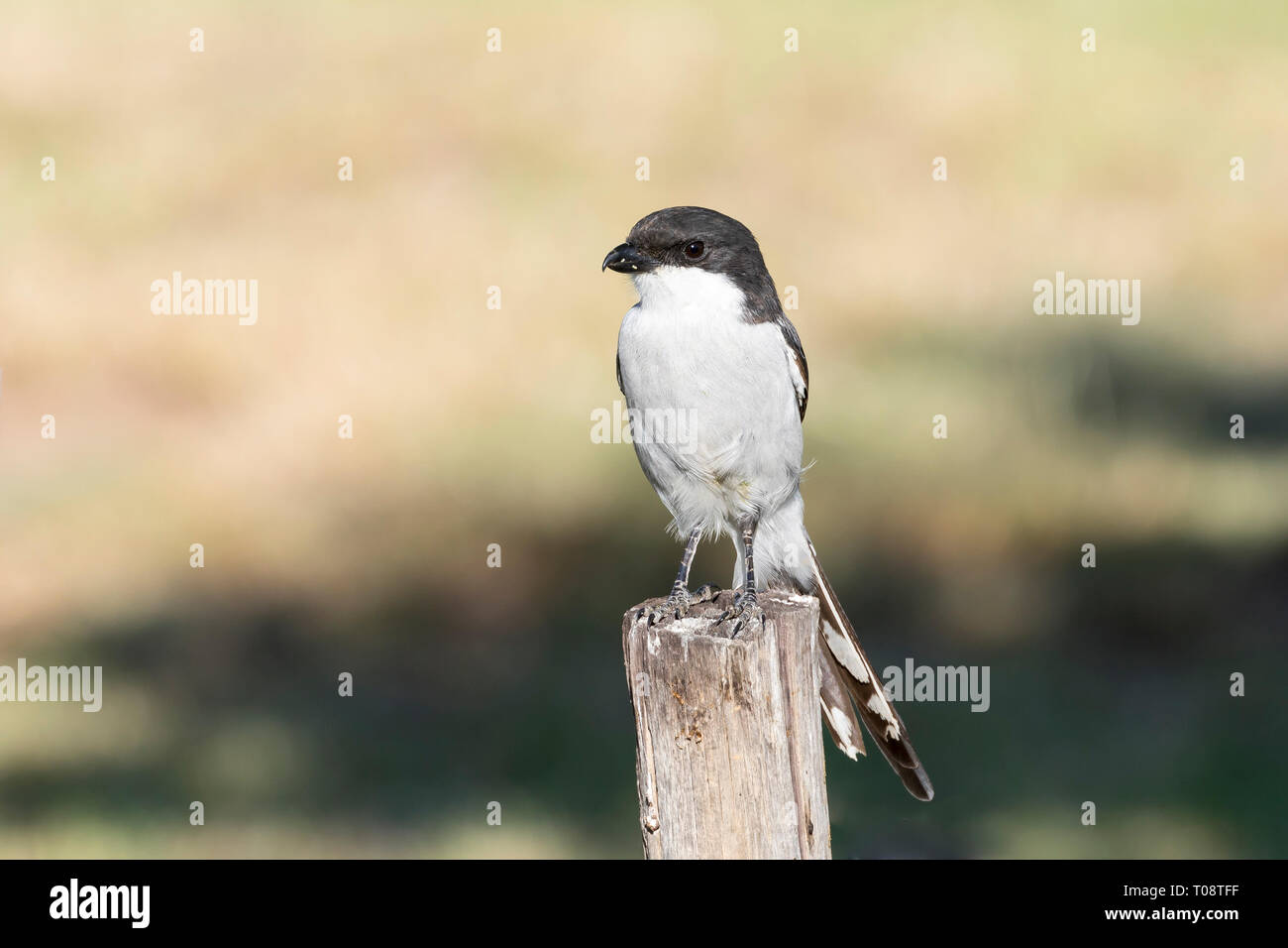 Le sud de l'exercice financier, politique financière ou fiscale migratrice (Lanius collaris) aka Butcher Bird ou Jackie Hangman perché sur poteau en bois, Western Cape, Afrique du Sud Banque D'Images