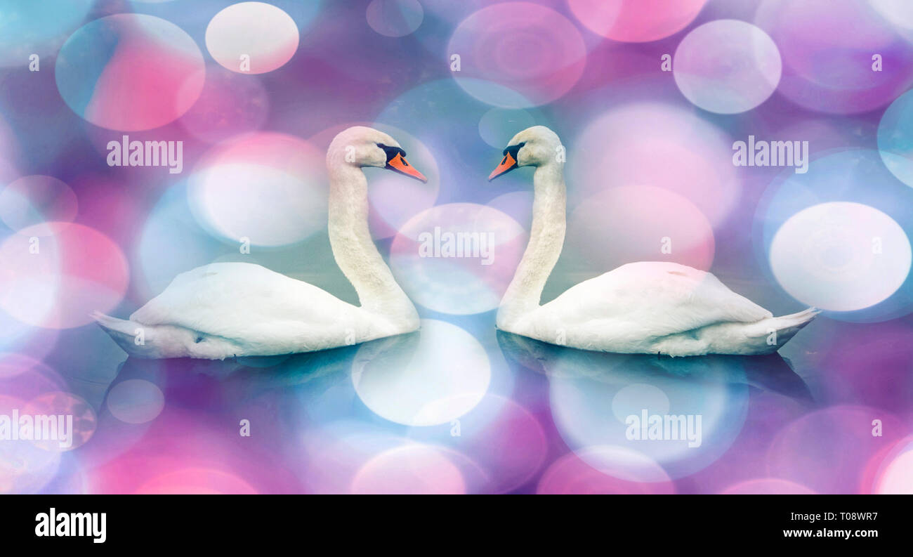 Paire swan ; abstract love concept Banque D'Images