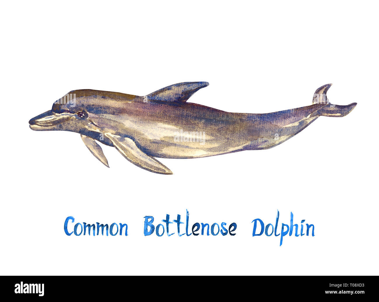 Grand dauphin commun, isolé sur fond blanc peint à la main avec illustration aquarelle inscription manuscrite Banque D'Images