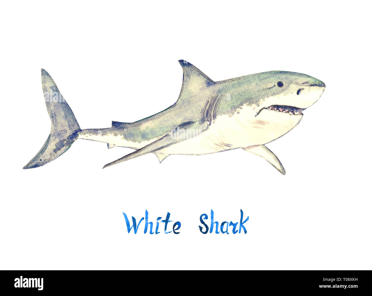 Requin Blanc, isolé sur fond blanc peint à la main avec illustration aquarelle inscription manuscrite Banque D'Images