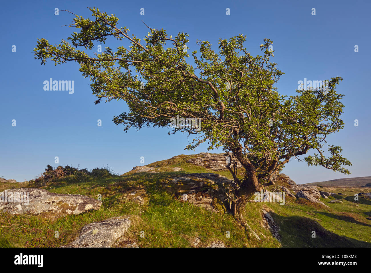 Un arbre d'aubépine noueux avec les rochers de granit, sur un banc, près de Tor Holne, Dartmoor National Park, Devon, Grande Bretagne. Banque D'Images